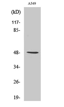 IKK gamma antibody