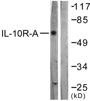 IL-10Rα rabbit pAb