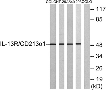 IL-13Rα1 rabbit pAb
