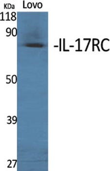 IL17RC antibody