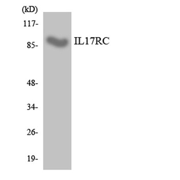 IL17RC antibody