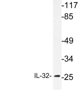IL32 antibody