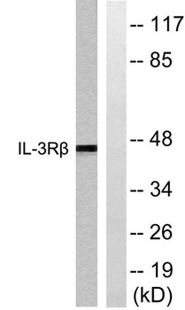 IL3R beta antibody