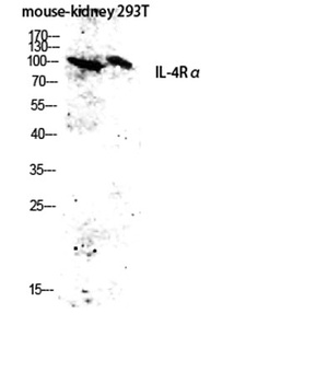 IL4R alpha antibody