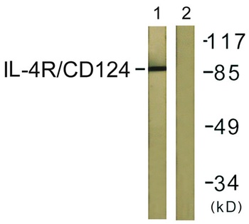 IL-4Rα rabbit pAb