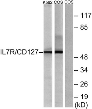 IL7R antibody