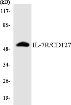 IL7R antibody