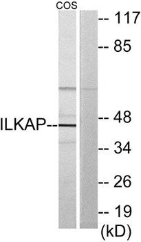 ILKAP rabbit pAb