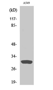 Inhibin β-C rabbit pAb