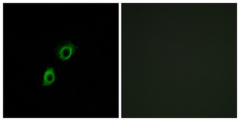 INSL4 antibody