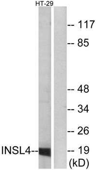 INSL4 antibody