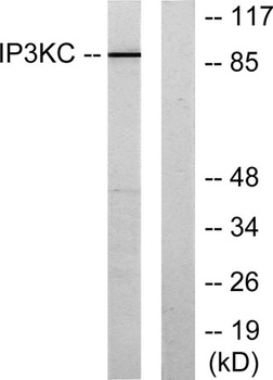 InsP 3-kinase C antibody