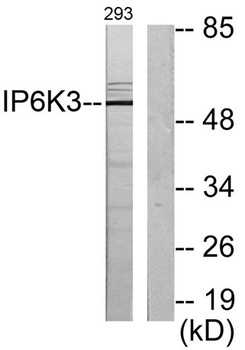 InsP6 Kinase 3 rabbit pAb