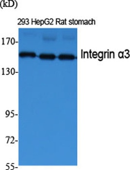 Integrin α3 rabbit pAb