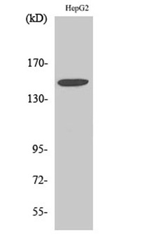 Integrin α3 rabbit pAb