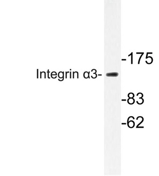 Integrin alpha3 antibody