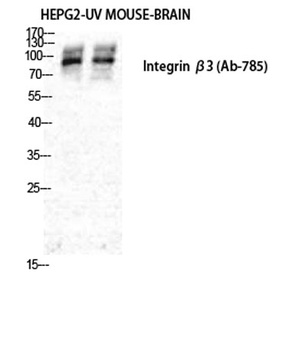 Integrin β3 rabbit pAb