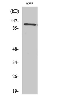 Integrin β3 rabbit pAb
