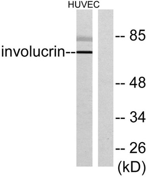 Involucrin antibody