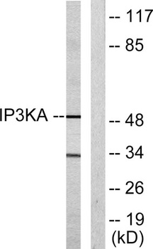 IP3KA antibody
