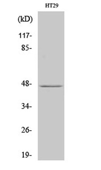 IPMK rabbit pAb Antibody