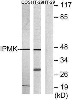 IPMK rabbit pAb