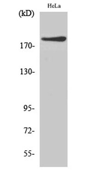 IQGAP1 antibody