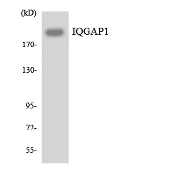 IQGAP1 rabbit pAb