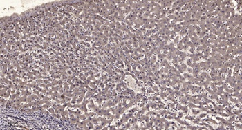 IQGAP1 antibody