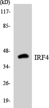 IRF-4 rabbit pAb