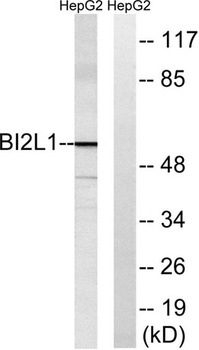 IRTKS rabbit pAb