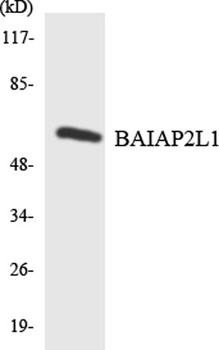 IRTKS antibody