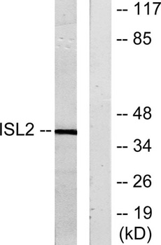Islet-2 rabbit pAb