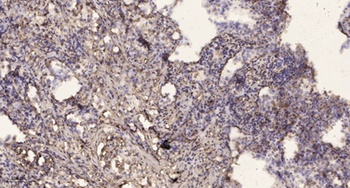 Islet-2 rabbit pAb