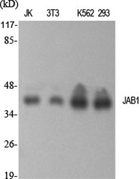 JAB1 rabbit pAb