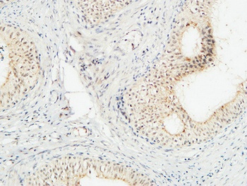 JAB1 antibody