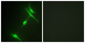 JIP-1 antibody