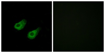 JIP-3 antibody