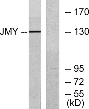 JMY antibody