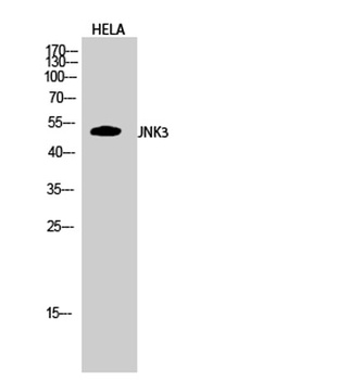 JNK3 antibody