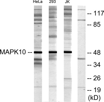 JNK3 rabbit pAb