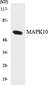 JNK3 rabbit pAb