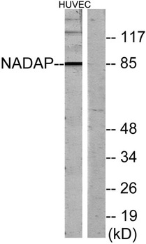 Kanadaptin antibody
