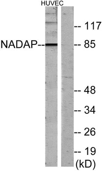 Kanadaptin rabbit pAb