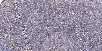 Kanadaptin antibody