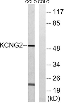 KCNG2 antibody
