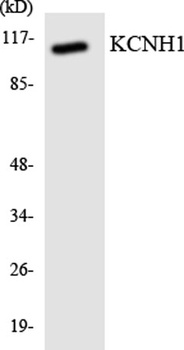 KCNH1 antibody