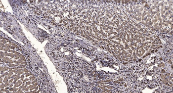 KCNH1 rabbit pAb