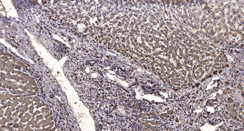 KCNH1 antibody