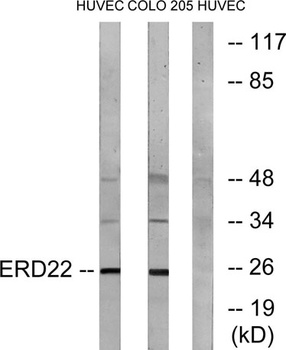 KDEL Receptor 2 antibody